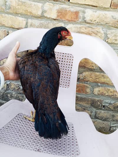 Amrohi Female Zero size