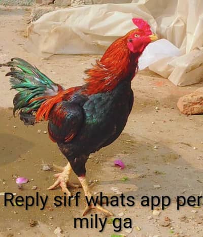 Mian wali aseel male