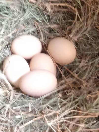 Fertile Daisi eggs for sale.