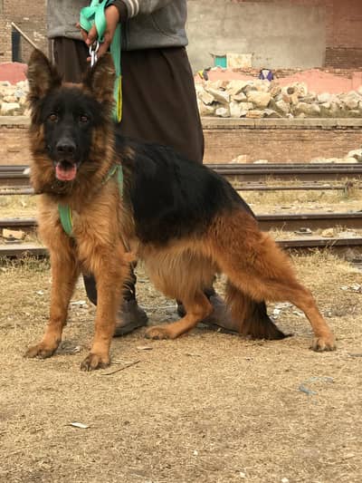 German shepherd long coat female for sale age 14 month