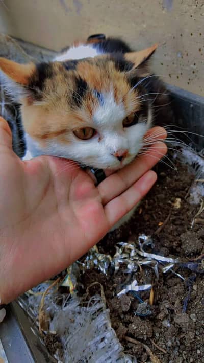 calico