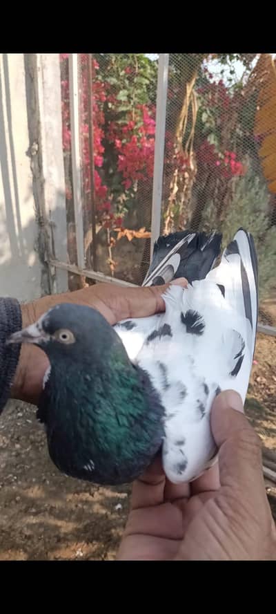 ٹیڈی جوڑا خالص بوسکی آنکھیں ۔۔۔ فار سیل