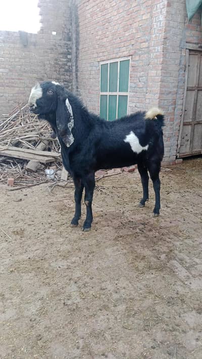 goats/desi bakria