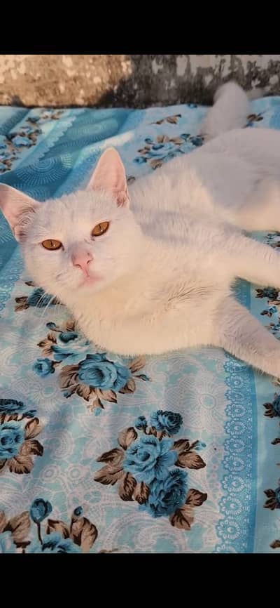 White Persian Male Cat.