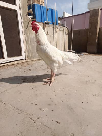 pure heera aseel murga