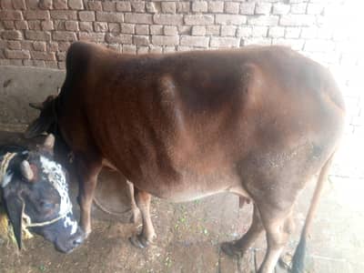 cow for sale