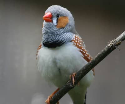 zebra finches available for sale