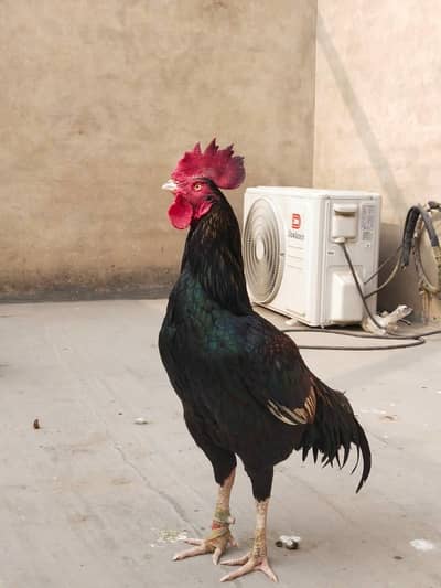 Aseel Bengum full set