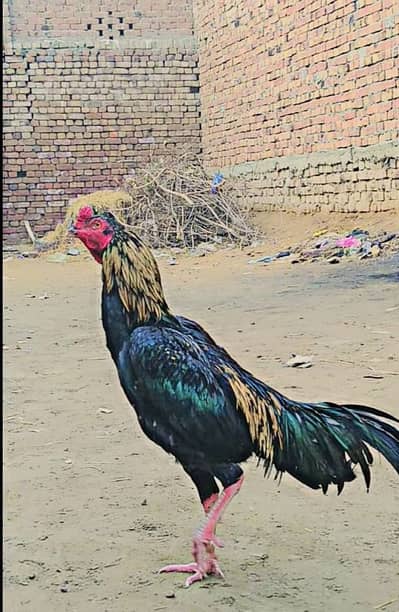 ASEEL MURGA FOR SALE