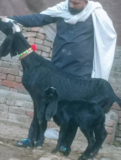 Betal Phat Sath 1 Bacha Sale