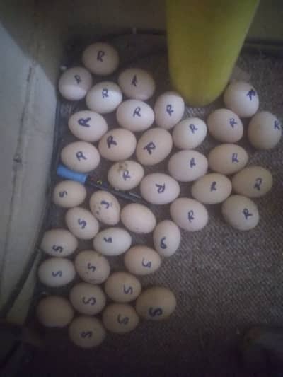 Heritage Sussax eggs