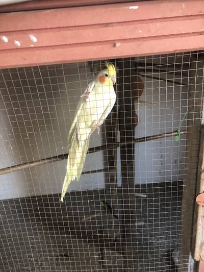 cocktail and Australian parrot available hain