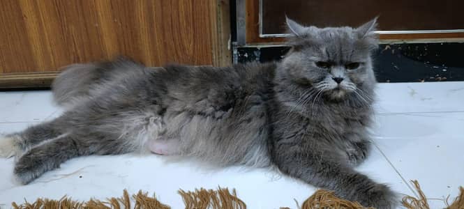 Persian Female Cat
