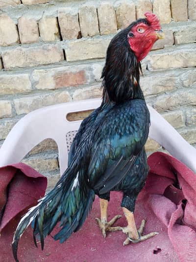 Lasani Breeder Male 3100gram