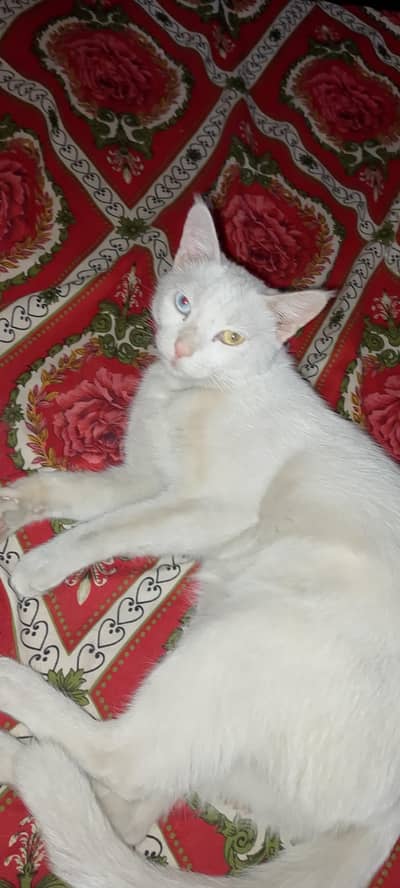 persian cat single cot double eays heat pr ai hoi hai