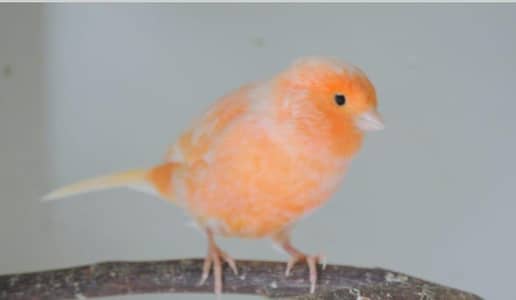 Various finches and Canaries