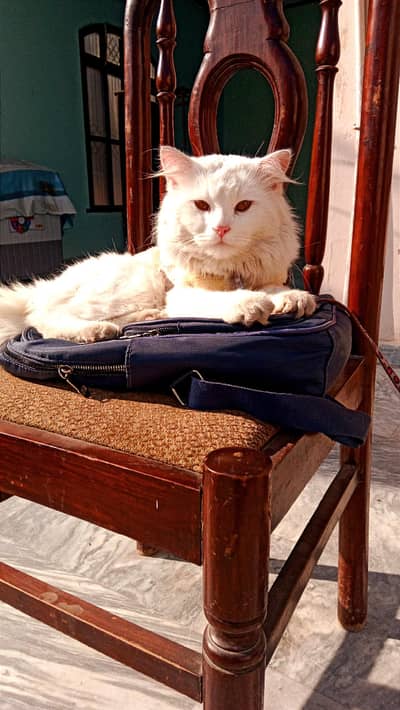 white Persian male cat . . .