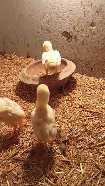 King Size 5 German white shamo chicks for sale