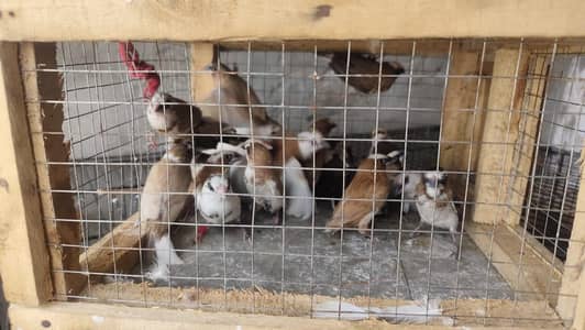 banglies best for fostering