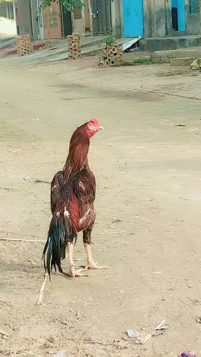 Aseel Pakistani murga for sale