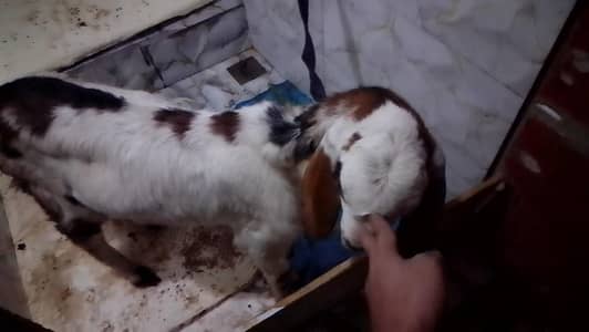 beauti Wats 0/-316/-671-93*49