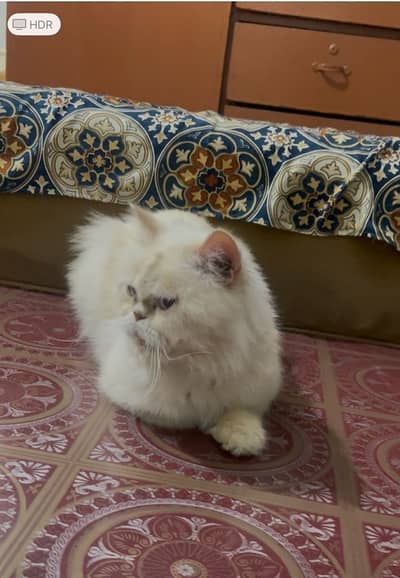 punch face male jis ko chaiye ha wo he massage karen  Thakas