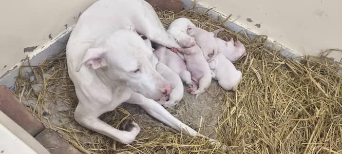 Kohati/Gultair puppies