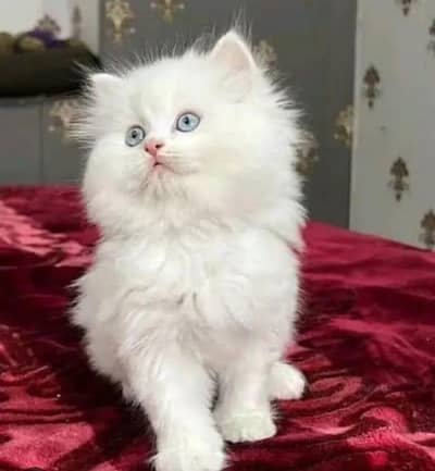 Triple coated kittens pure white with Hazel diamond eyes litter train