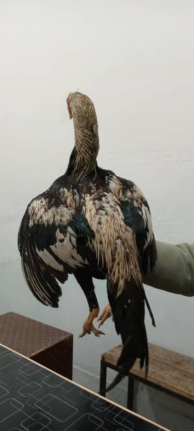 Aseel jawa patha for sale