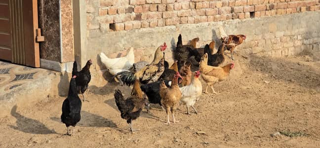 For sale egg bi  deti hea