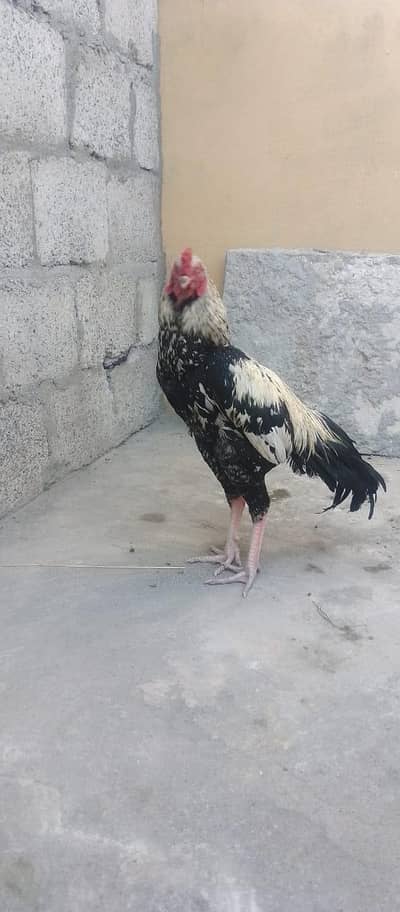 black java aseel for sale