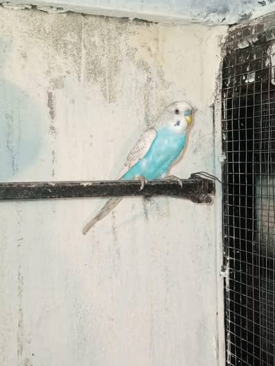 Australian budgie male for sale