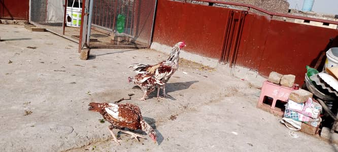 2 Hens1 cock