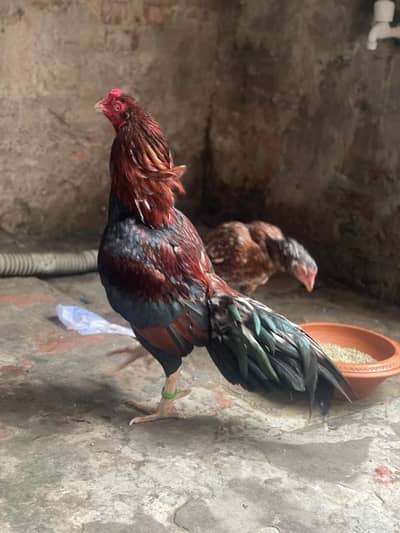 Breedar Mainwali Aseel available