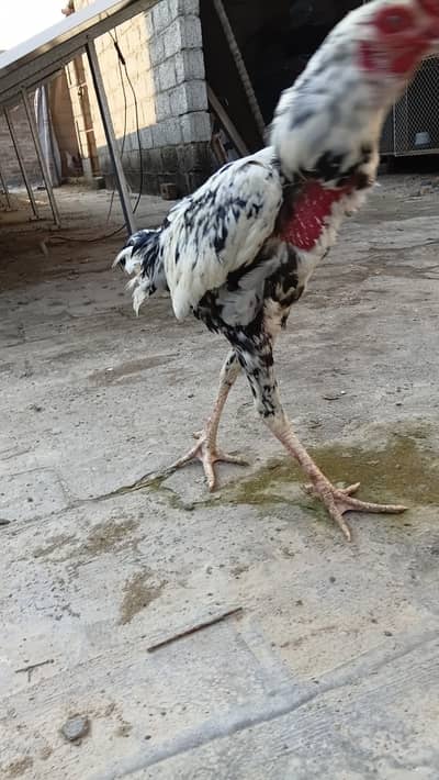 Black and while kolang