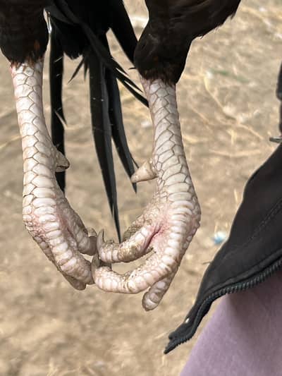 quality young aseel bird