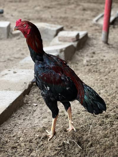 long hight quality bird