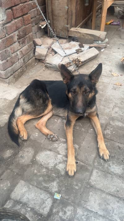 Nice dog and tamed very friendly and tamed