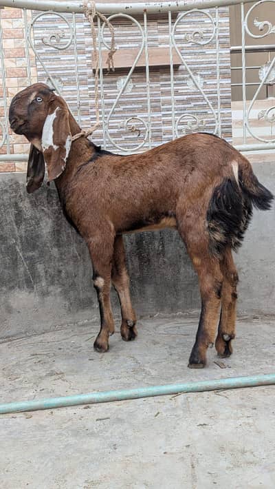 pure nagra bredar bacha  0324_4080620