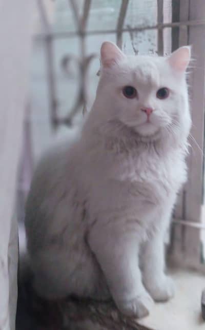Persian triple cooded male cat