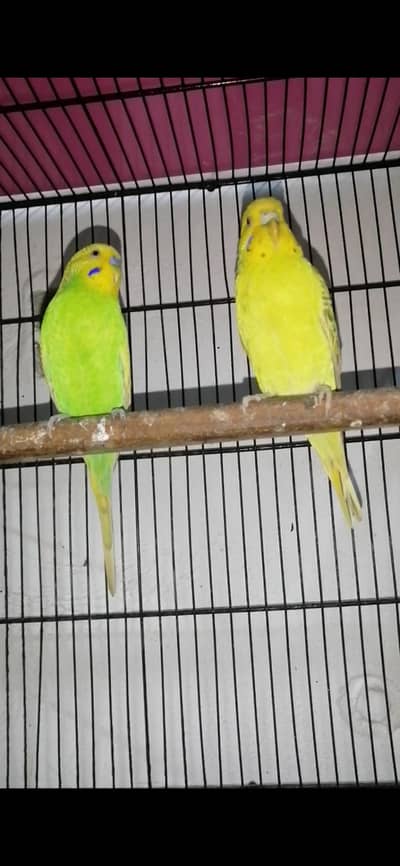 Australian parrots breeder pair