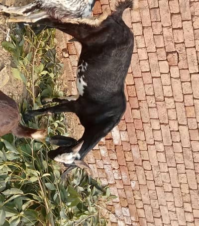 desi bakri  03423314321