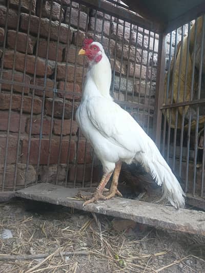 Aseel price sirf 7000