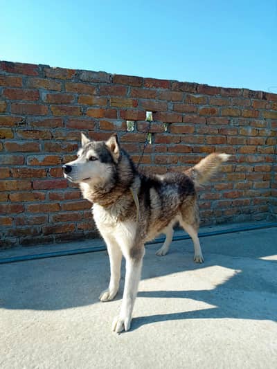 Siberian Husky Male
