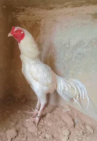Top Quailty Heera Breeder Male.      Hera/hira/Assel/murga/hen