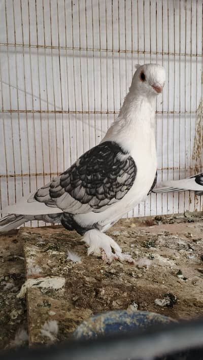 modified sentinet pathe and female  available