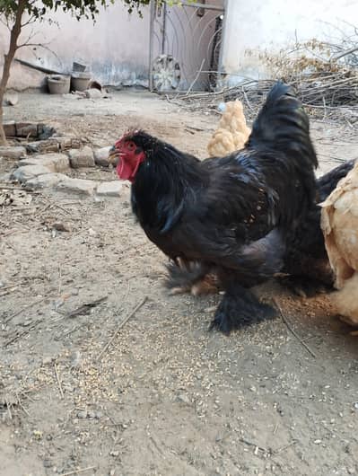 Black Buff, Blue Buff, Golden Buff