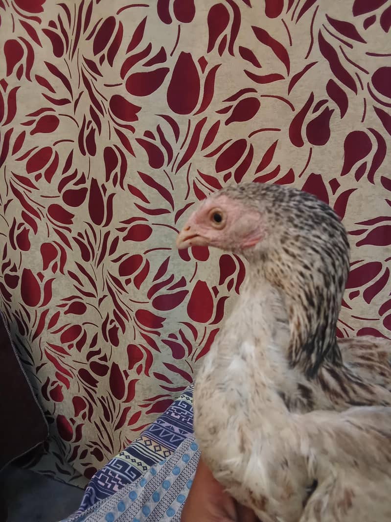 پیور میاں والی مادی 0