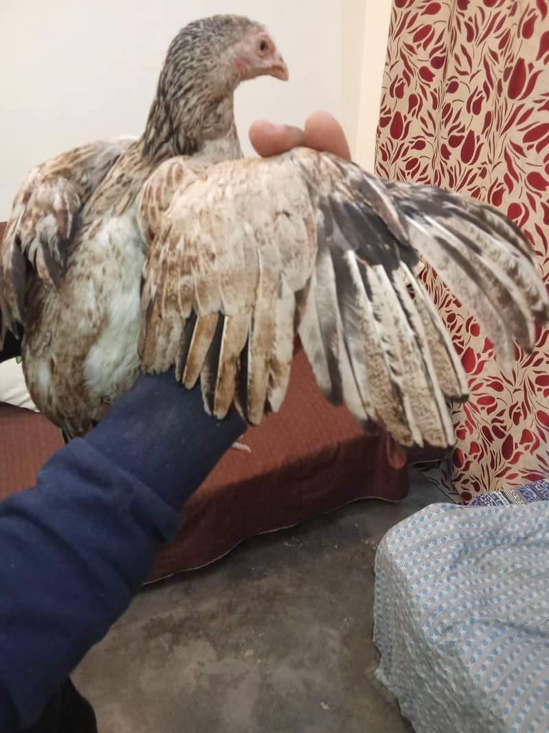 پیور میاں والی مادی 1