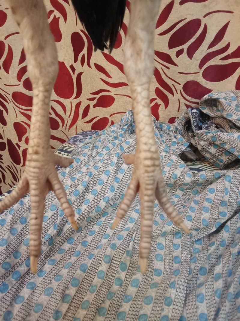 پیور میاں والی مادی 4